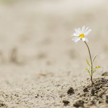 You Can Survive This: Cultivating Resilience for Hard Times